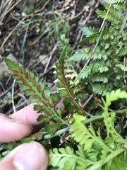 Asplenium appendiculatum maritimum