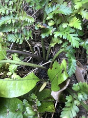 Asplenium appendiculatum maritimum