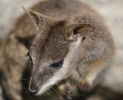 Petrogale mareeba