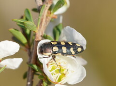 Castiarina decemmaculata