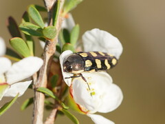 Castiarina decemmaculata