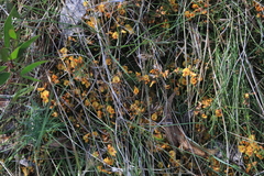 Pultenaea microphylla