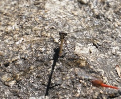 Diphlebia euphoeoides