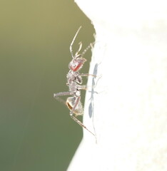 Camponotus suffusus