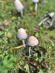 Coprinus comatus