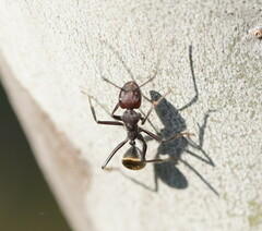 Camponotus suffusus