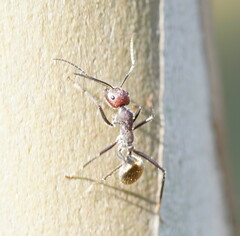 Camponotus suffusus