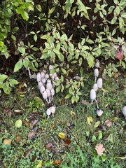 Coprinus comatus