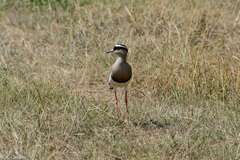 Vanellus coronatus
