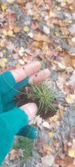Eleocharis ovata
