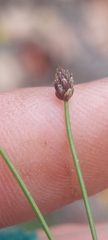 Eleocharis ovata