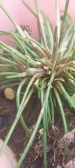 Eleocharis ovata