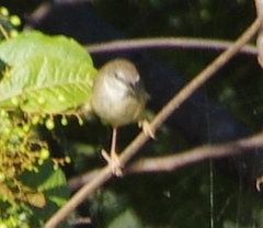 Prinia hodgsonii