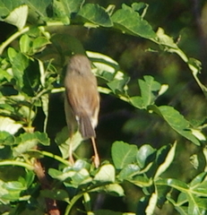 Prinia hodgsonii