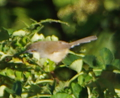 Prinia hodgsonii