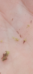 Eleocharis ovata