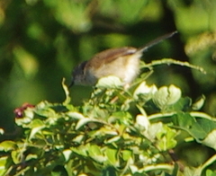 Prinia hodgsonii