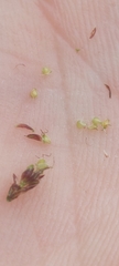 Eleocharis ovata