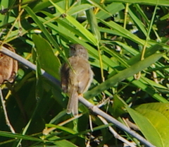 Prinia hodgsonii