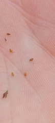 Eleocharis ovata