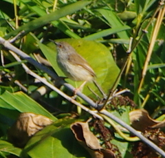Prinia hodgsonii