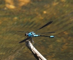 Diphlebia euphoeoides