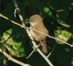 Prinia hodgsonii