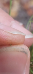 Eleocharis ovata