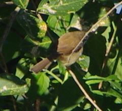 Prinia hodgsonii