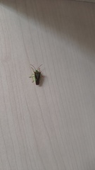 Acanthosoma nigrodorsum