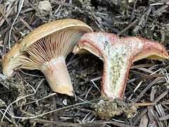 Lactarius rubrilacteus