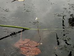 Utricularia punctata