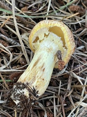 Suillus caerulescens