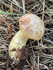 Suillus caerulescens
