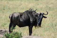 Connochaetes taurinus mearnsi