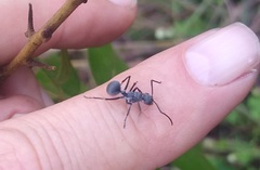 Polyrhachis schistacea