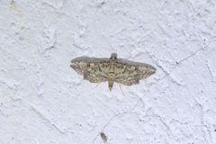 Hileithia approprialis