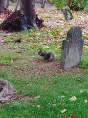 Sciurus carolinensis
