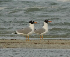 Ichthyaetus ichthyaetus