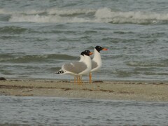 Ichthyaetus ichthyaetus