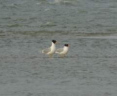 Ichthyaetus ichthyaetus