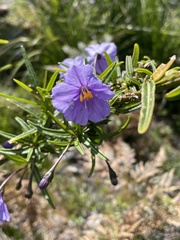 Solanum vescum