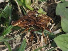Asilus crabroniformis