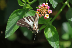 Protographium leosthenes