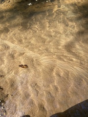 Python molurus