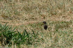 Myrmecocichla aethiops