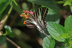 Protographium leosthenes