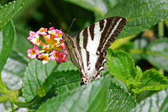 Protographium leosthenes