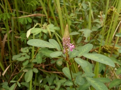 Grona heterocarpos