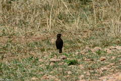 Myrmecocichla aethiops